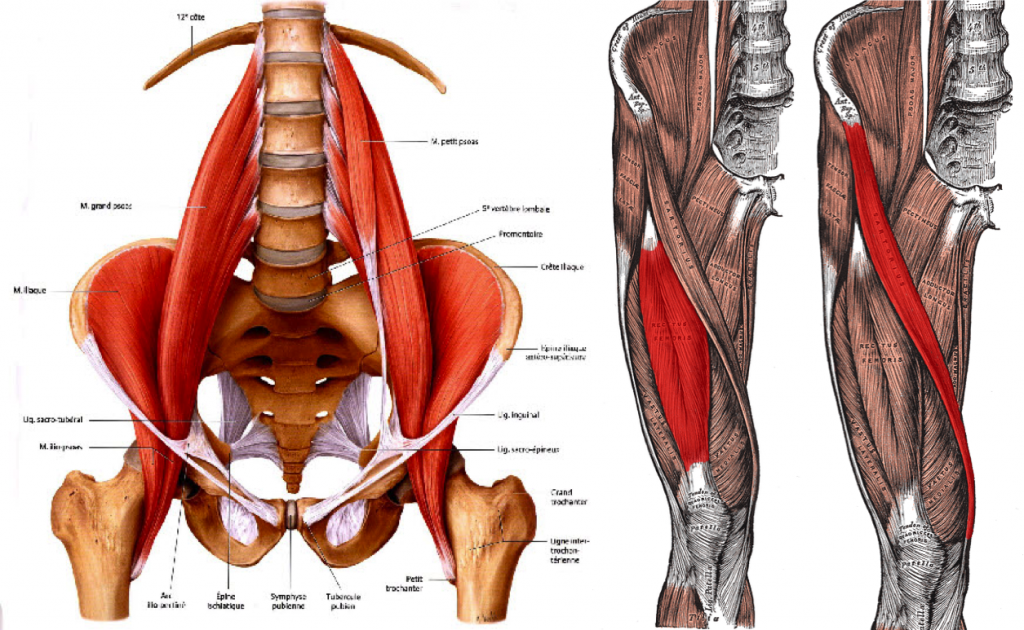The Difference Between Hip Flexion and Extension