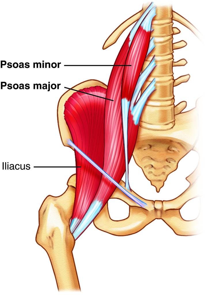 Your Hip Flexors Aren't Tight, They're Overworked. Here's What to Do