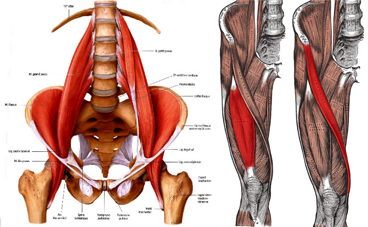 Some Reasons Why You Should Stop Stretching Your Hip Flexors Deansomerset Com