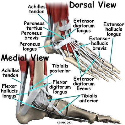 Tibialis Posterior: The Most Important Muscle You Didn't Know you Had