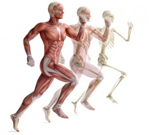 Fotolia_42890795_XS_human_anatomy_running