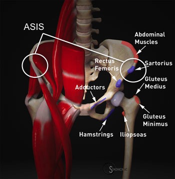ASIS muscle attachments