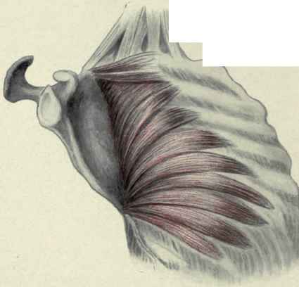 Fig-202-The-serratus-anterior-muscle-arising-by-ten-digi