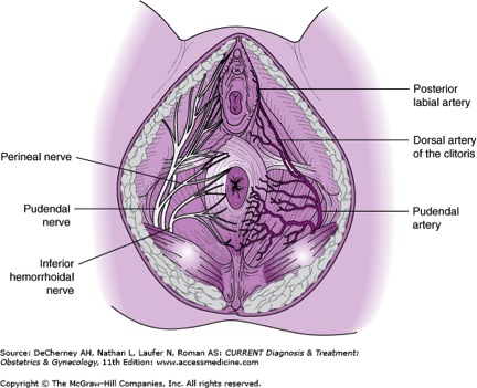 pelvic floor nerve supply