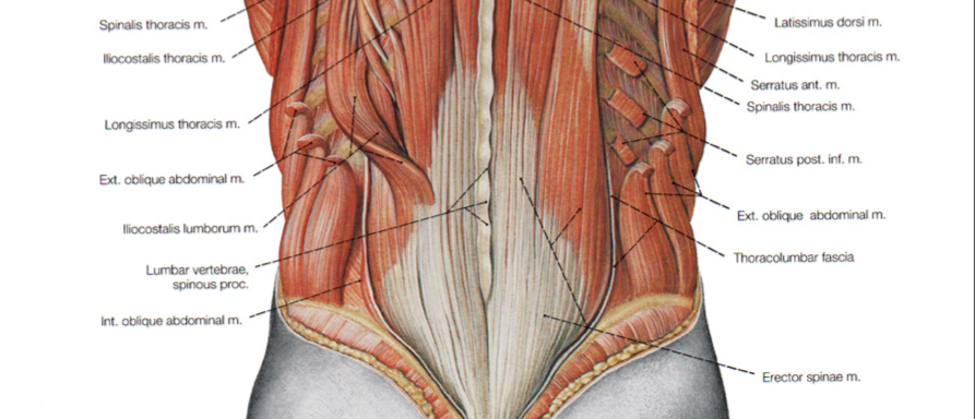 lumbar muscles