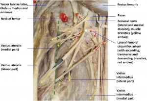 Troubleshooting Anterior Hip Pain - DeanSomerset.com